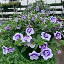 Calibrachoa - Neo Double Plum Tastic HB