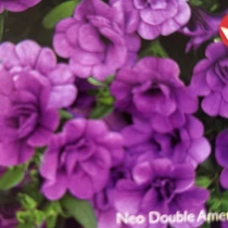 Calibrachoa - Neo Double Amethyst HB
