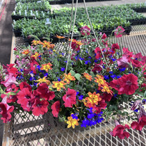 Disco Inferno - SUN HB Combo