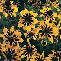 Rudbeckia hirta - Kelvedon Star (Black-eyed Susan) 18ct