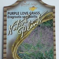 Eragrostis spectabilis - Purple Love Grass 18ct