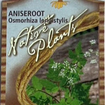Osmorhiza longistylis Aniseroot 18ct