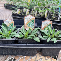 Penstemon gracilis - Slender Beardtongue 18ct