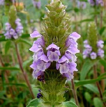 Prunella vulgaris Self-Heal 18ct