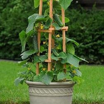 Cucumber - Patio Snacker 18ct