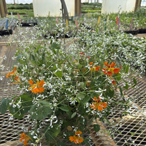 Fire and Ice - SUN HB Combo