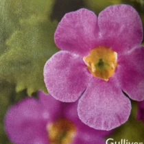 Bacopa - Pink HB