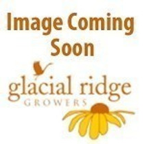 Geranium - Pink Flame Cutting Grown 15ct