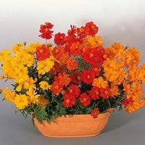 Cosmos - Cosmic Mix 12-4 paks