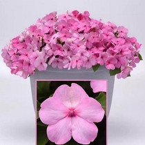 Impatiens - Beacon Light Pink 12-4 paks