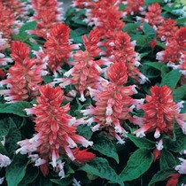Salvia splendens - Sizzler Red Stripe 12-4 paks