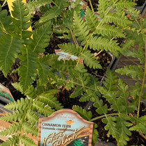 Osmundastrum cinnamomeum - Cinnamon Fern 18ct