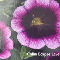 Calibrachoa - Callie Eclipse Lavender HB