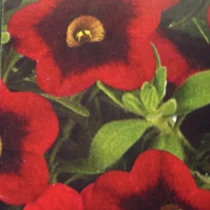 Calibrachoa - Hula Red HB