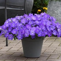 Wave Petunia - Easy Wave Lavender Sky Blue HB