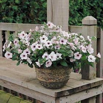 Wave Petunia - Tidal Wave Silver HB