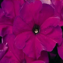 Petunia - Tritunia Violet 12-4 paks