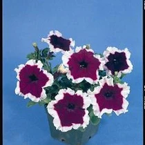 Petunia - Hulahoop Blue 12-4 paks