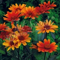 Heliopsis hel. scabra - Bleeding Hearts 18ct