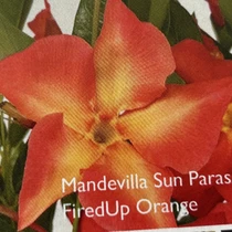 Mandevilla - Sun Parasol-FiredUp Orange 15ct