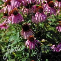 Echinacea purpurea - Purple Coneflower 18ct