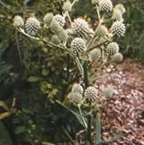 Eryngium yuccifolium - Rattlesnake Master 18ct