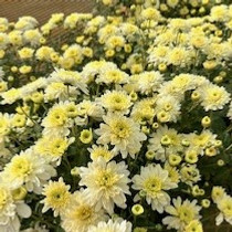 Mega Mum - Belgian - 12" Pot -White