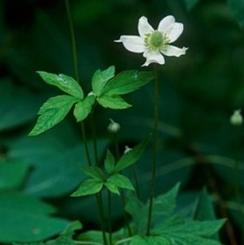 Anemone virginiana - Tall Thimbleweed 18ct Anemone virginiana - Tall Thimbleweed 18ct