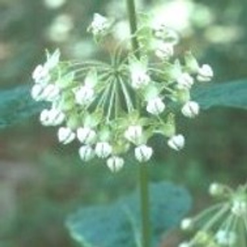 Asclepias exaltata - Poke Milkweed 18ct Asclepias exaltata - Poke Milkweed 18ct