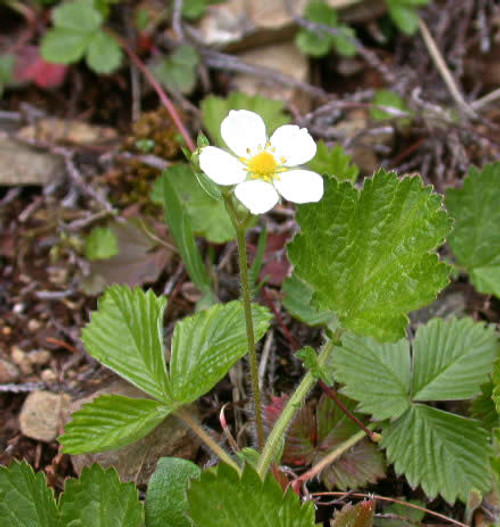 Fragaria vesca - Wild Woodland Strawberry 18ct Fragaria vesca - Wild Woodland Strawberry 18ct