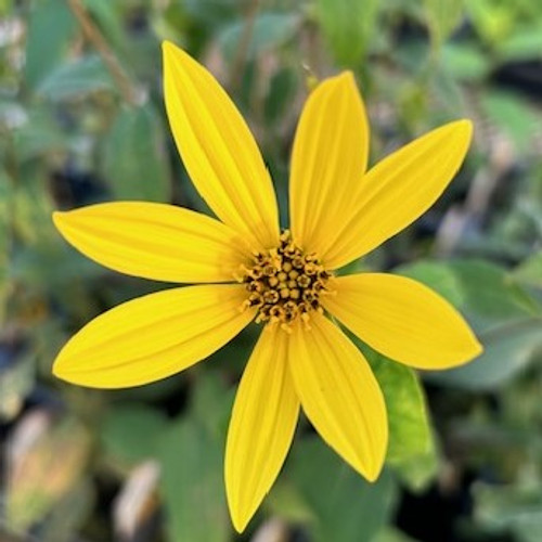 Helianthus strumosus - Pale Leaf Woodland Sunflower 18ct-LIMITED 2026 Helianthus strumosus - Pale Leaf Woodland Sunflower 18ct-LIMITED 2026