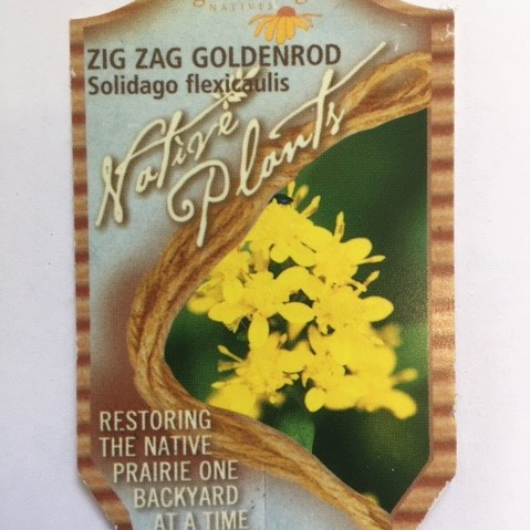 Solidago flexicaulis - Zig Zag Goldenrod 18ct