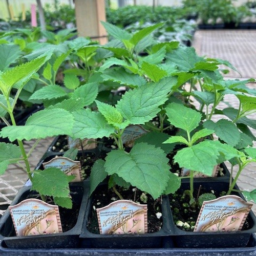 Scrophularia marilandica - Maryland Figwort  18ct Scrophularia marilandica - Maryland Figwort  18ct