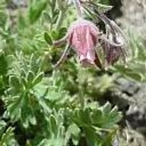 Geum triflorum - Prairie Smoke 18ct Geum triflorum - Prairie Smoke 18ct
