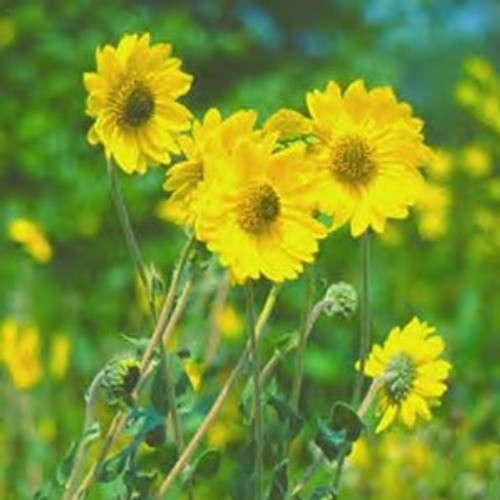 Helianthus mollis - Downy Sunflower 18ct Helianthus mollis - Downy Sunflower 18ct