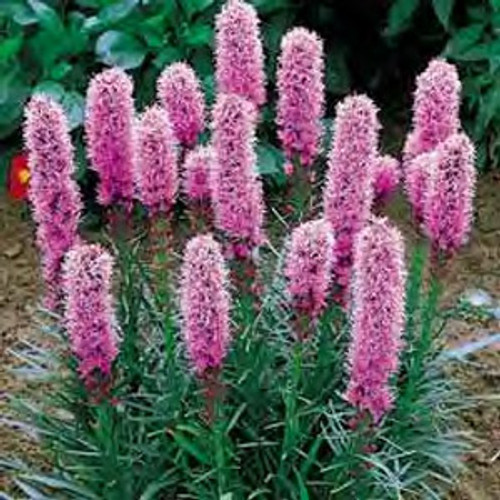 Liatris punctata - Dotted Blazing Star 18ct Liatris punctata - Dotted Blazing Star 18ct