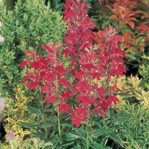 Lobelia cardinalis - Cardinal Flower 18ct Lobelia cardinalis - Cardinal Flower 18ct