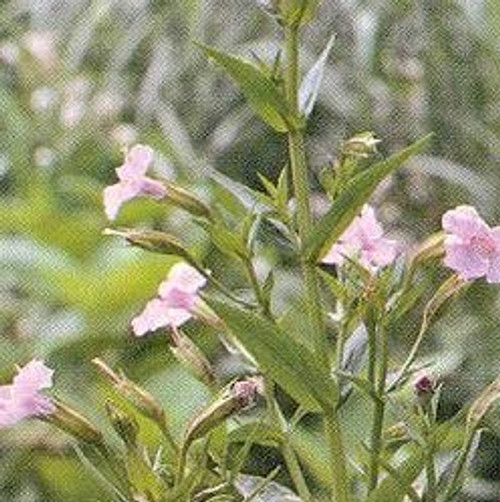 Mimulus ringens - Monkey Flower 18ct Mimulus ringens - Monkey Flower 18ct