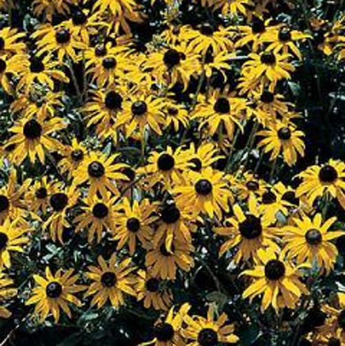 Rudbeckia fulgida - Orange Coneflower 18ct