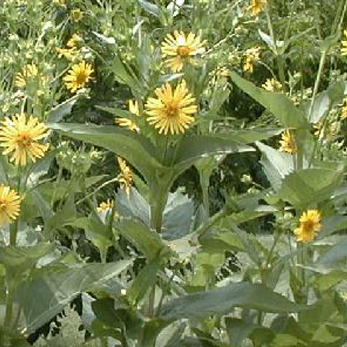 Silphium perfoliatum - Cup Plant 18ct