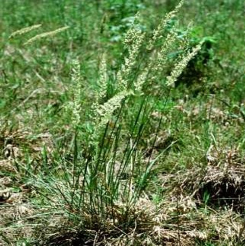 Koeleria cristata - June Grass 18ct Koeleria cristata - June Grass 18ct