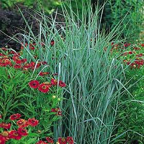 Panicum virgatum - Switch Grass 18ct Panicum virgatum - Switch Grass 18ct