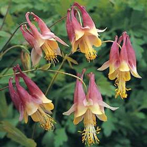 Aquilegia canadensis-Columbine-JUMBO-Shade- READY MID-JUNE Aquilegia canadensis-Columbine-JUMBO-Shade- READY MID-JUNE