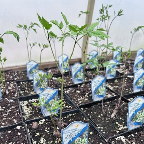 Cimifuga racemosa - Black Cohosh - JUMBO - Shade- READY MID-JUNE