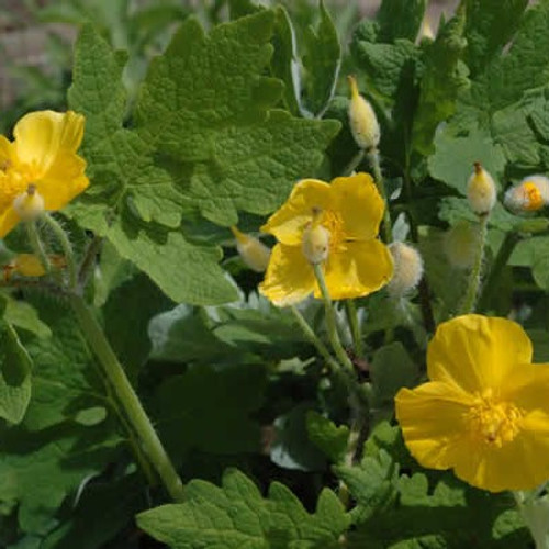 Stylophorum diphyllum - Celandine Poppy - JUMBO- READY MID-JUNE Stylophorum diphyllum - Celandine Poppy - JUMBO- READY MID-JUNE