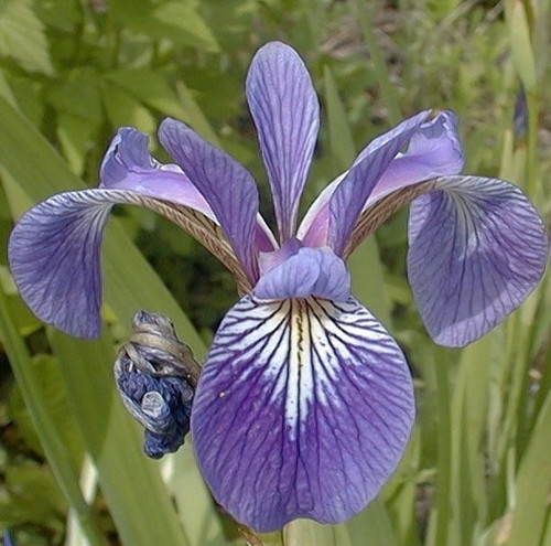 Iris versicolor - Northern Blue Flag - JUMBO- READY MID-JUNE Iris versicolor - Northern Blue Flag - JUMBO- READY MID-JUNE