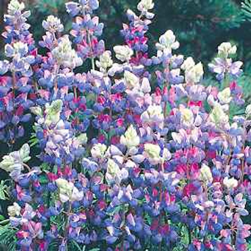 Lupinus perennis - Wild Lupine - JUMBO- READY MID-JUNE Lupinus perennis - Wild Lupine - JUMBO- READY MID-JUNE