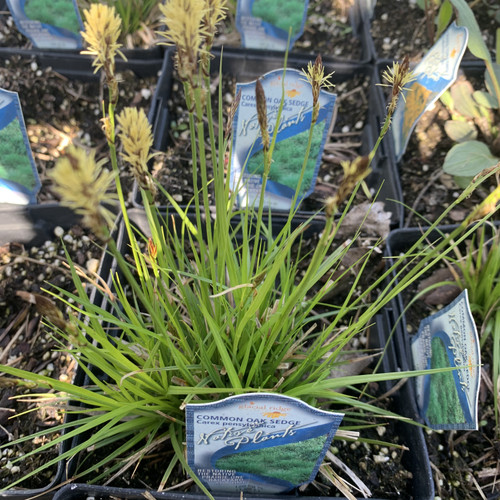 Carex pensylvanica - Common Oak Sedge (Pennsylvania Sedge) JUMBO- READY MID-JUNE Carex pensylvanica - Common Oak Sedge (Pennsylvania Sedge) JUMBO- READY MID-JUNE