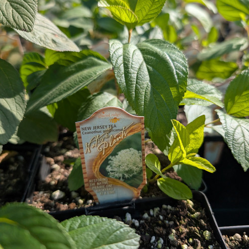 Ceanothus americanus (BEE) - New Jersey Tea