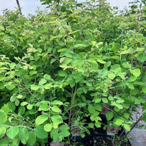 Symphoricarpos orbiculatur - Red Snowberry Symphoricarpos orbiculatur - Red Snowberry